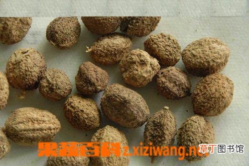砂仁的功效与作用