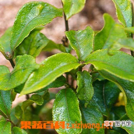 巴戟天的药理作用