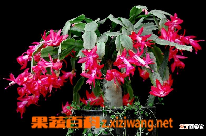 蟹爪兰夏天的养殖方法