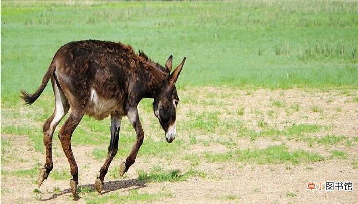骑驴看唱本走着瞧什么意思