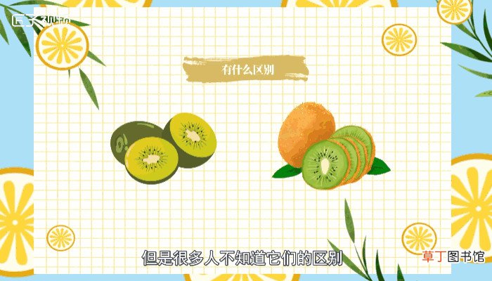 奇异果和猕猴桃有什么区别