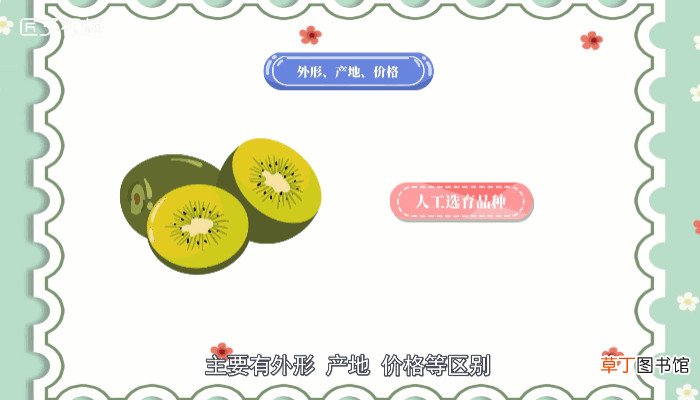 奇异果和猕猴桃有什么区别