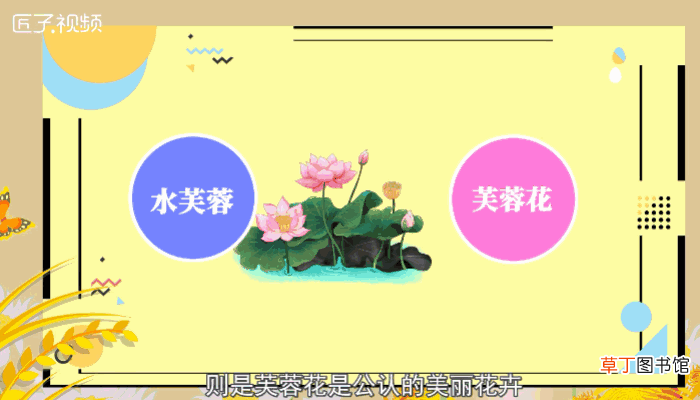 荷花又叫什么名字