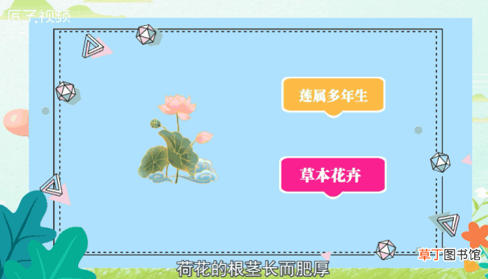 荷花又叫什么名字