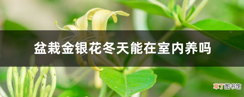 盆栽金银花冬天能在室内养吗，冬天怕冻吗