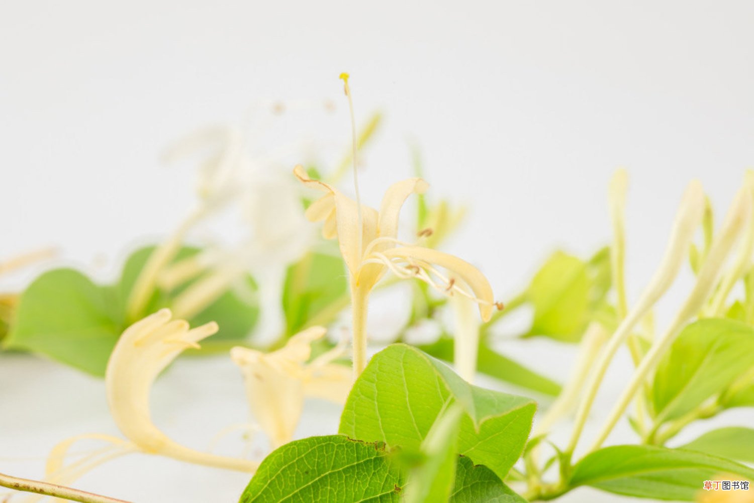 盆栽金银花冬天能在室内养吗，冬天怕冻吗