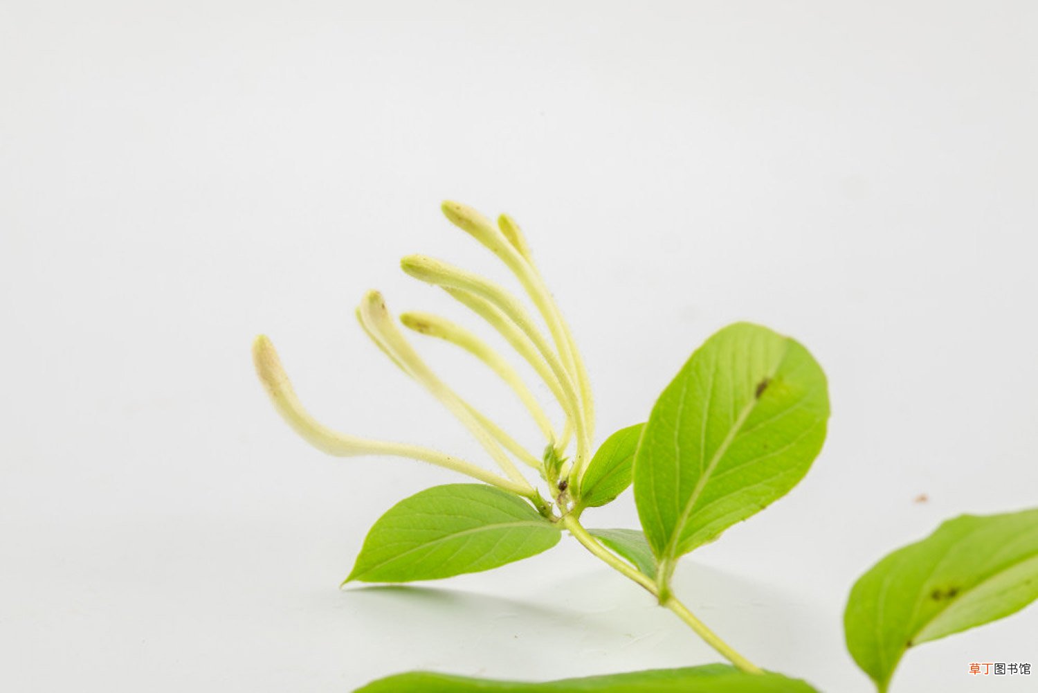 盆栽金银花冬季管理,冬天落叶吗