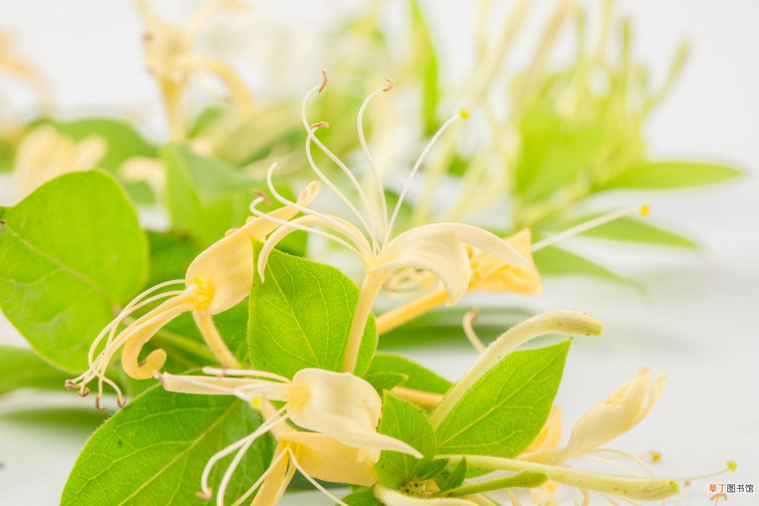 盆栽金银花冬季管理,冬天落叶吗