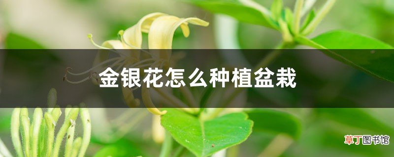 金银花怎么种植盆栽，怎么种植好