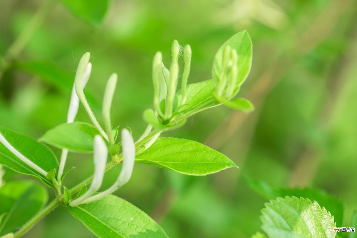 金银花怎么种植盆栽，怎么种植好