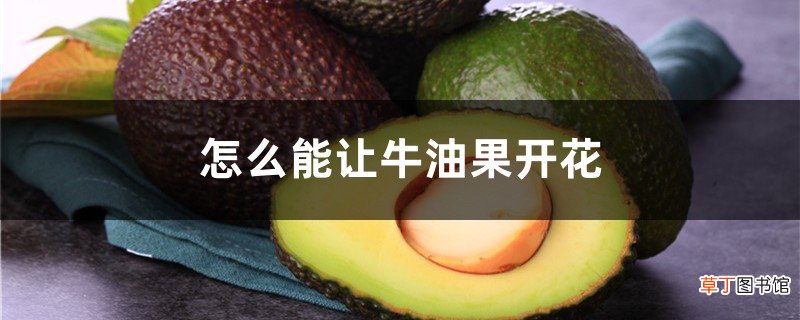怎么能让牛油果开花，种牛油果树怎么快开花
