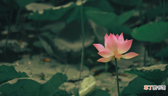荷花像什么