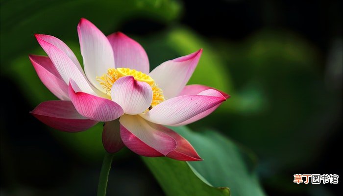 荷花像什么