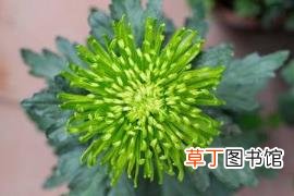 菊花和梅花寿命最长是多少 玫瑰能活多久