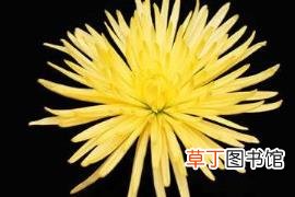 菊花和梅花寿命最长是多少 玫瑰能活多久