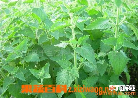 荆芥的功效与作用