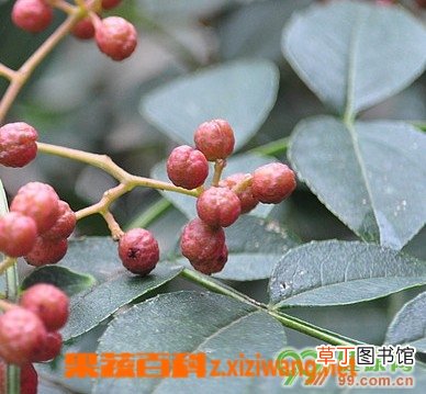花椒的功效和作用