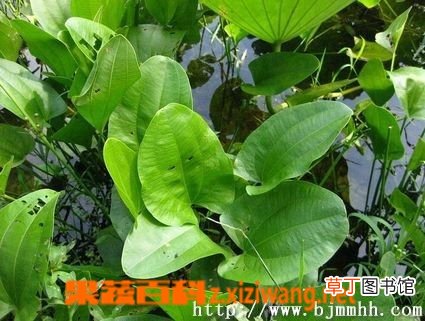 泽泻的功效和作用