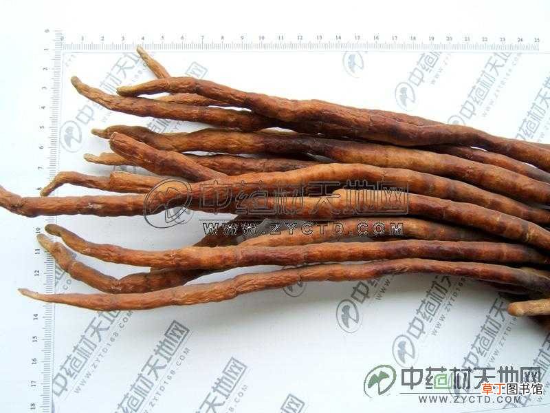 灵芝草的功效