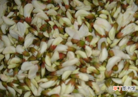槐花的药用功效 槐花能治什么病