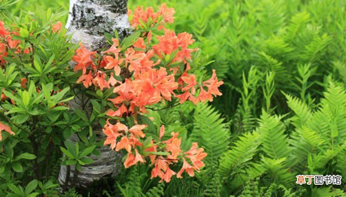 永生花是什么