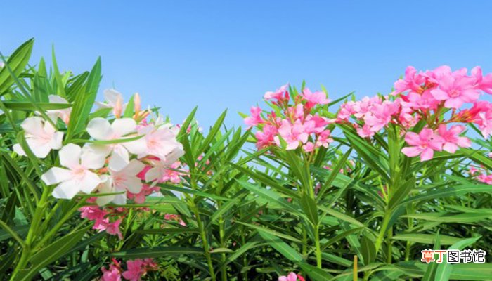 永生花是什么