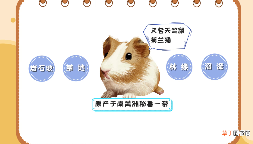 荷兰猪吃什么