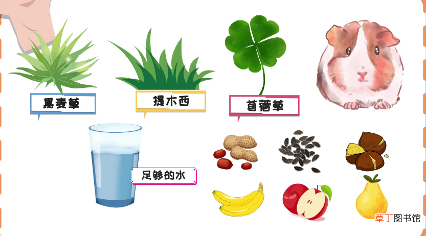 荷兰猪吃什么