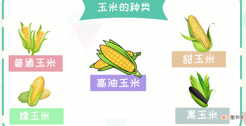 一根玉米多少克