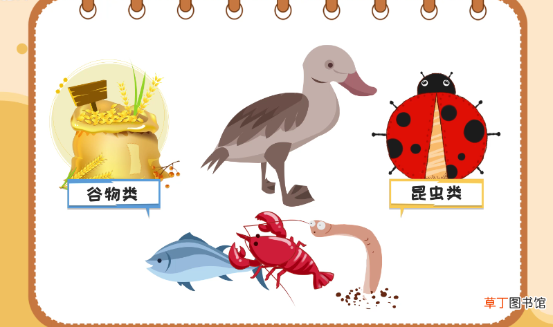 鸭子吃什么