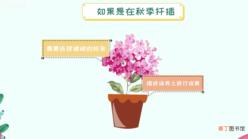 绣球花的扦插方法
