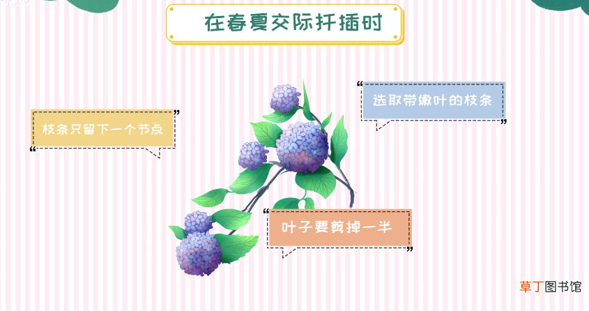 绣球花的扦插方法