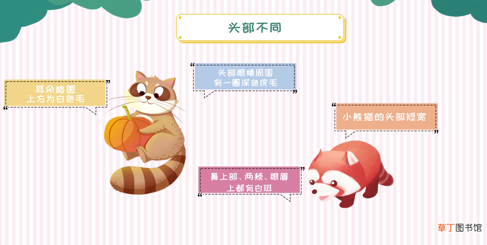 小熊猫和浣熊的区别