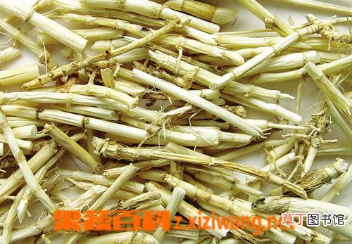 芦根的功效和作用