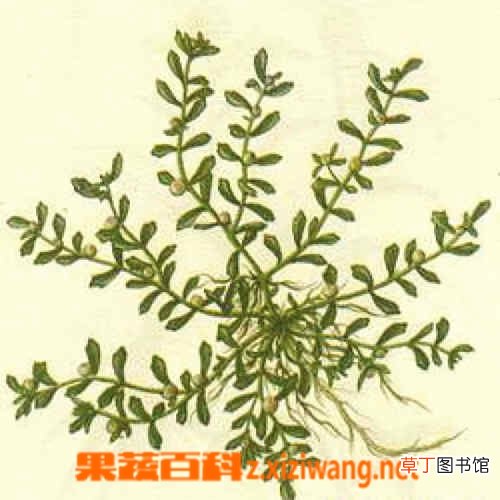 鹅不食草的作用和功效