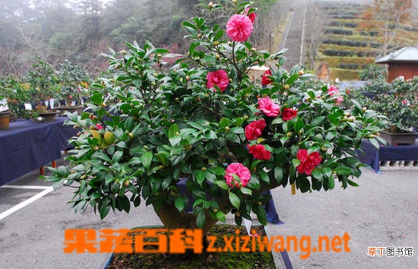 盆栽茶花如何养殖 盆栽茶花的养殖方法