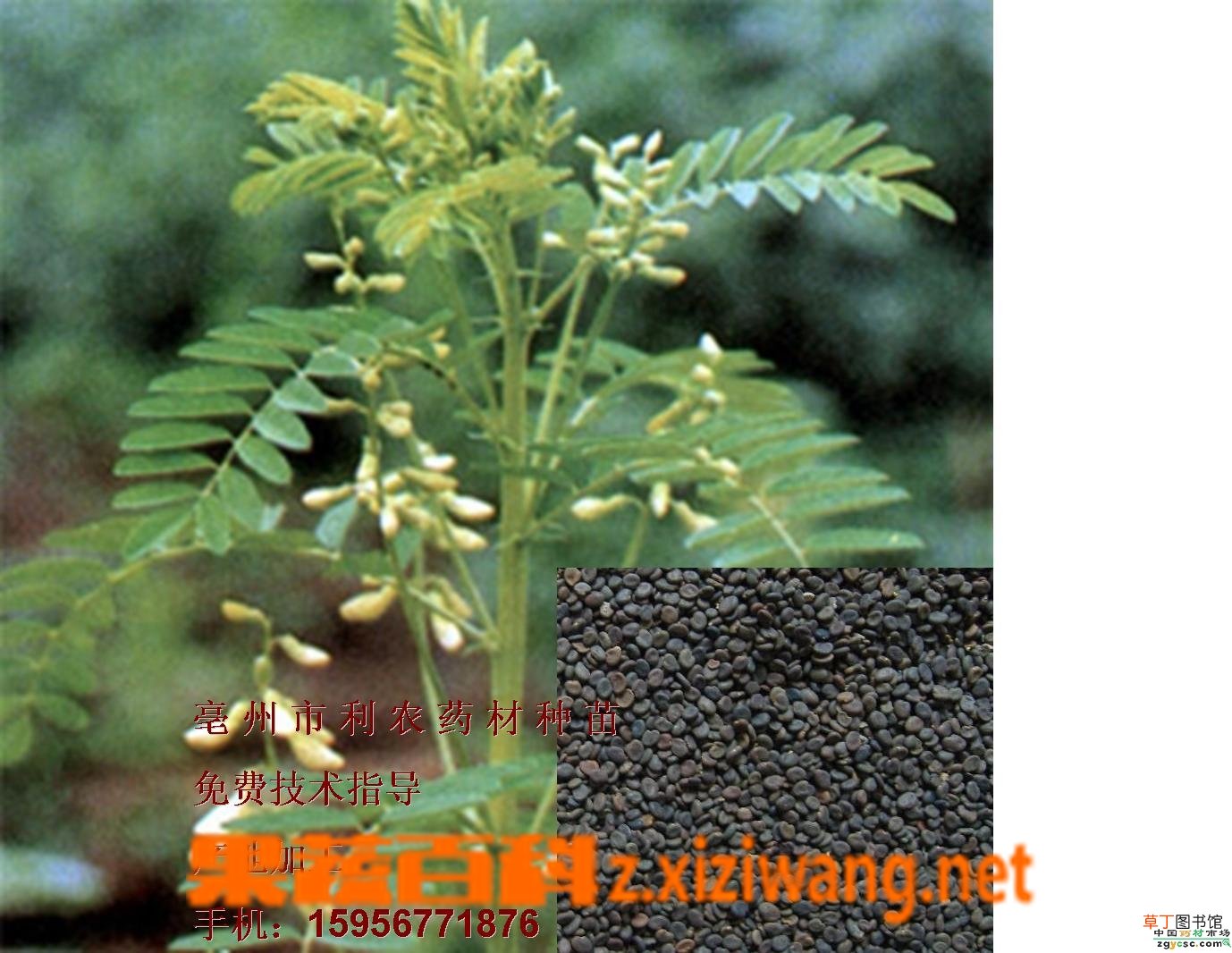 黄芪的功效与作用