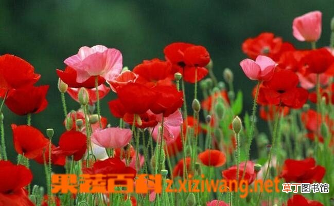 虞美人花如何养殖 虞美人花的种植方法