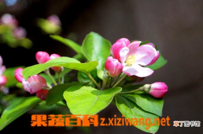大海棠树如何养殖 大海棠树的养殖方法