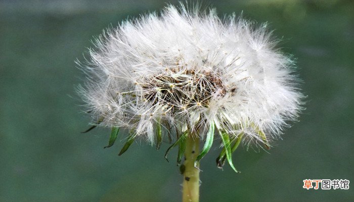 植物种子的传播方法