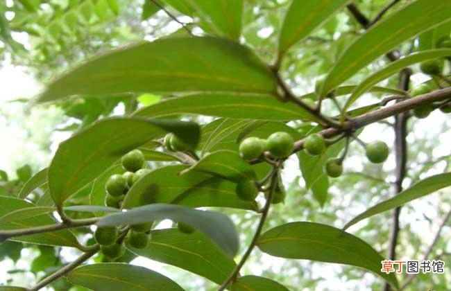 重庆万州 万州山胡椒