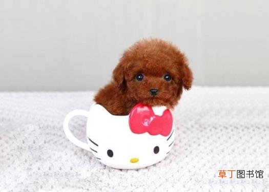 纸杯狗吃什么 茶杯狗能活多久