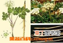 北沙参的功效与作用