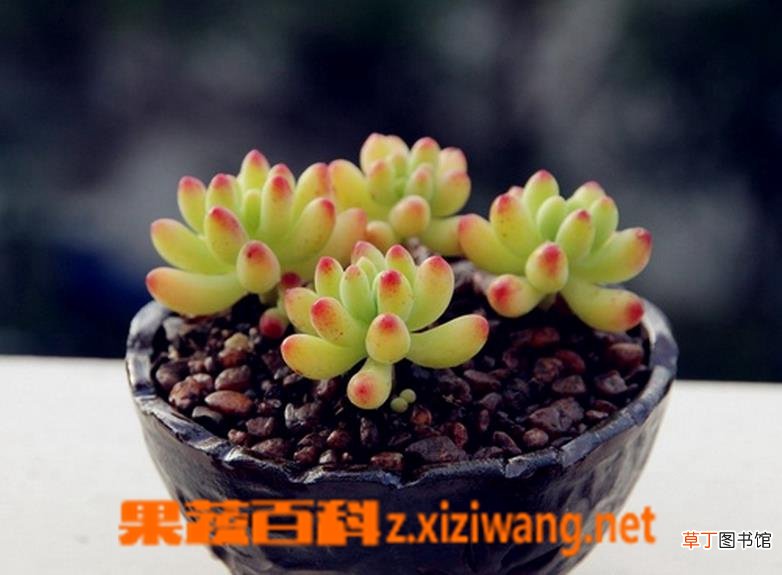 多肉植物八千代养殖方法