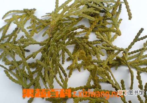 侧柏叶的副作用