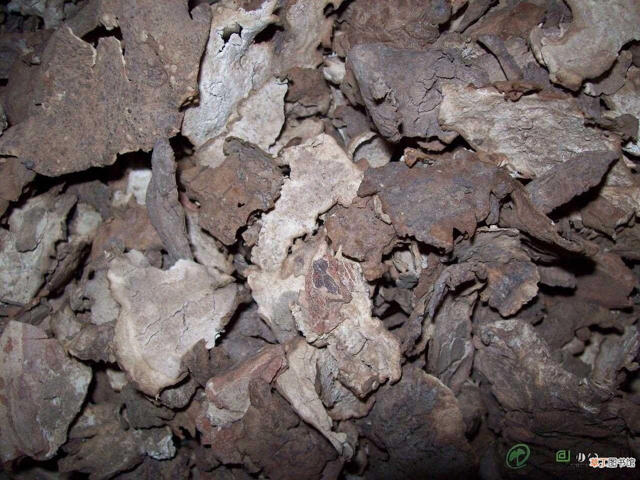 茯苓的药用价值