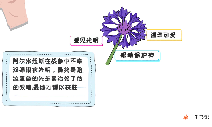 矢车菊的花语