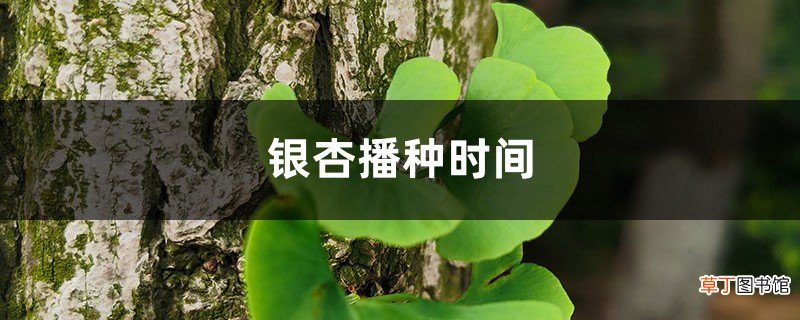 银杏播种时间，银杏传播种子的方法