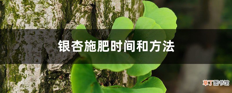 银杏施肥时间和方法，冬季银杏树用什么肥料