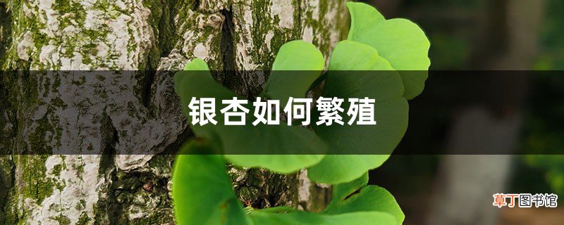 银杏如何繁殖，银杏树的繁殖方法